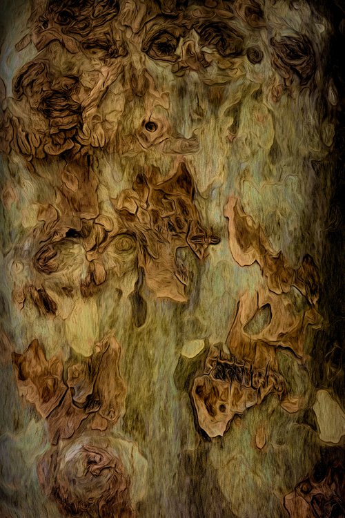 Plane Tree Bark by Martin  Fry