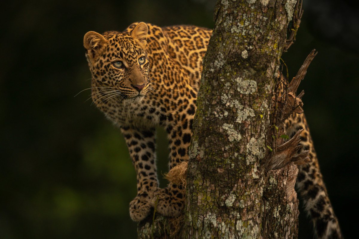 Photorealistic Animal Photograph By Nick Dale, 33 X 26", "It