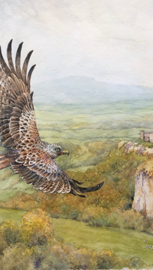 Red Kite. Carreg Cennen. Wales by Christopher Hughes