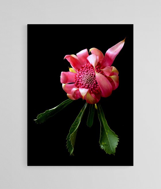 Pink Waratah - Shady Lady