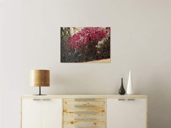 Bougainvillea