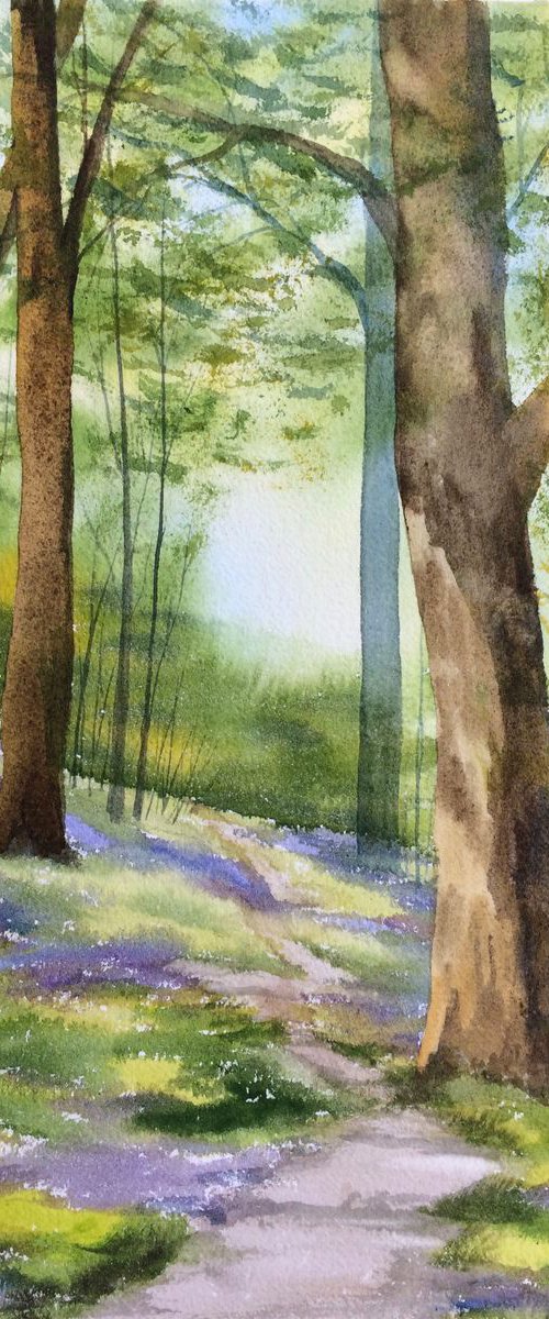 Bluebell walk, Helmeth Hill by Silvie Wright