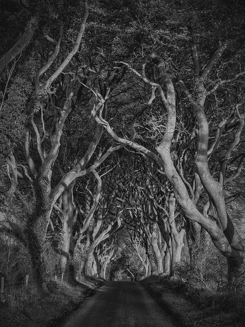 Dark Hedges in Northern Ireland by Peter Zelei