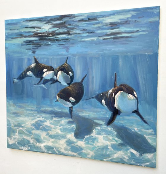 "A pod of Killer Whale"