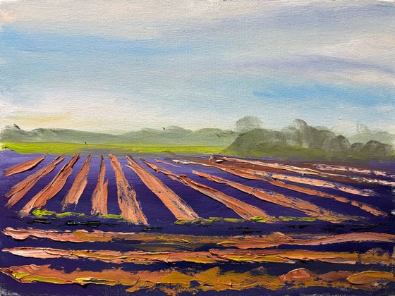 Field of Onions Harvest