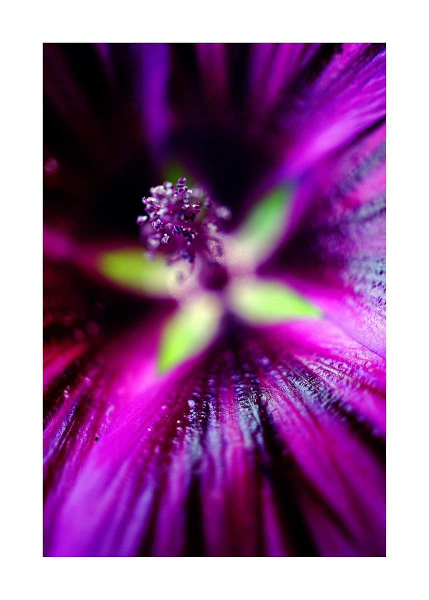 Abstract Pop Color Nature Photography 04 (LIMITED EDITION OF 15) by Richard Vloemans
