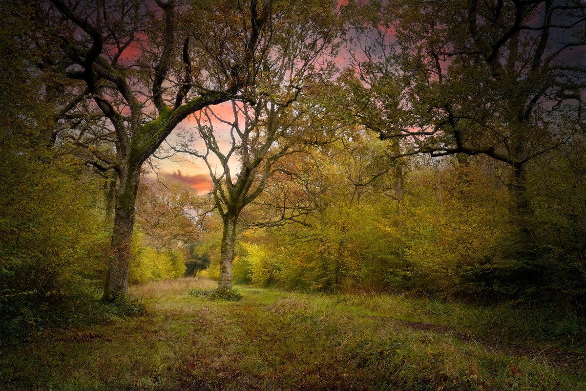Impressionistic Landscape Photograph By Martin Fry, 21 X 15", Autumn Glade, Original Artwork