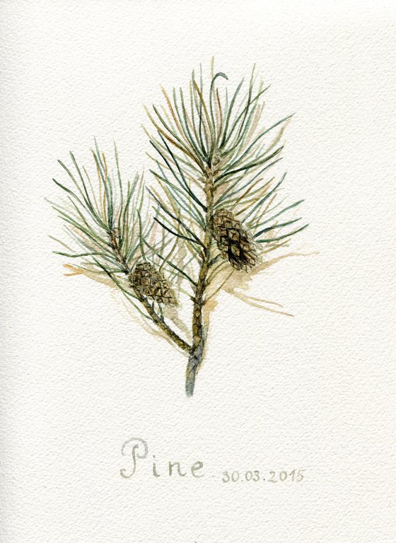 Pine branch watercolor painting