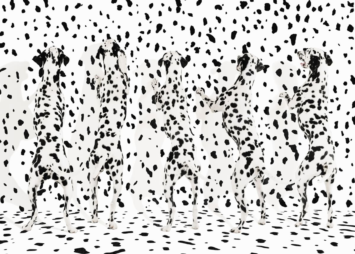 Photorealistic Animal Photograph By Gandee Vasan, 23 X 17, Dotty, Original Artwork