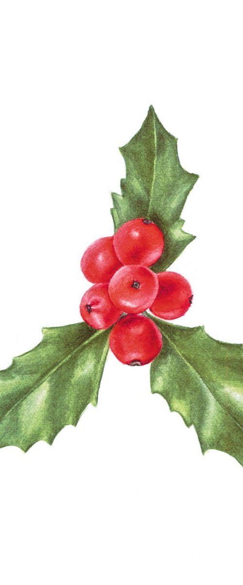 Holly berry Postcard by Alona Hrinchuk