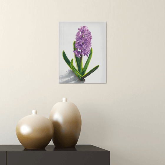 Pink hyacinth