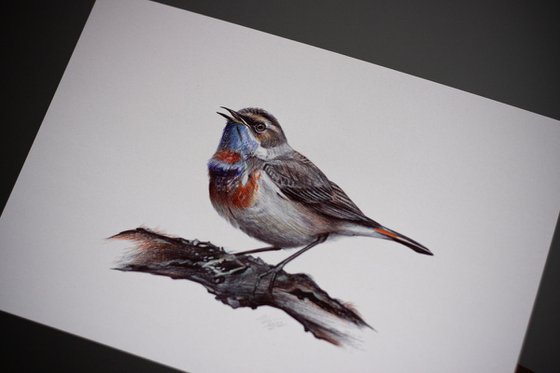 Bluethroat