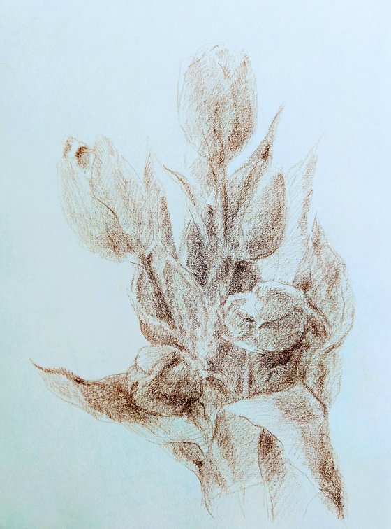 Tulipes #4. Original pencil drawing.