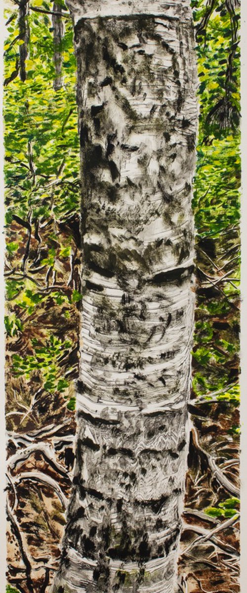 Birch Trunk #1 by Michael E. Voss