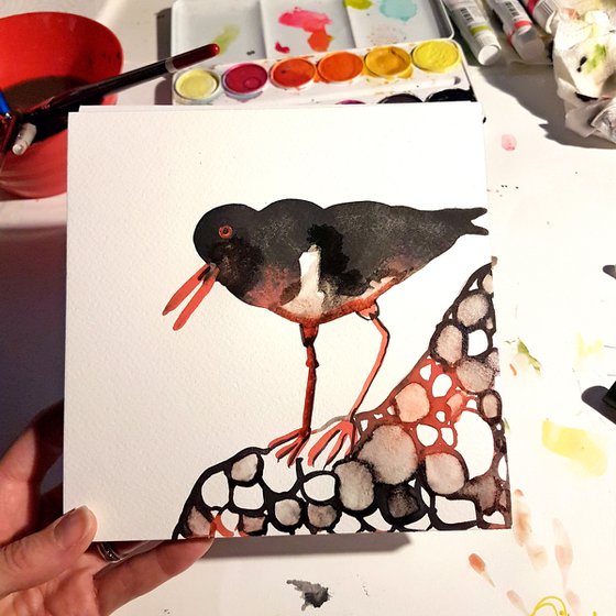 Oyster Catcher