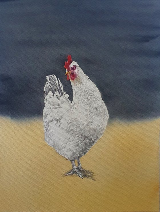 White chicken at golden field