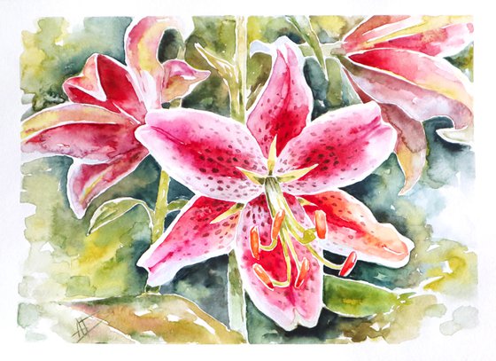 Watercolor lily illustration. Pink lilies and green leaves