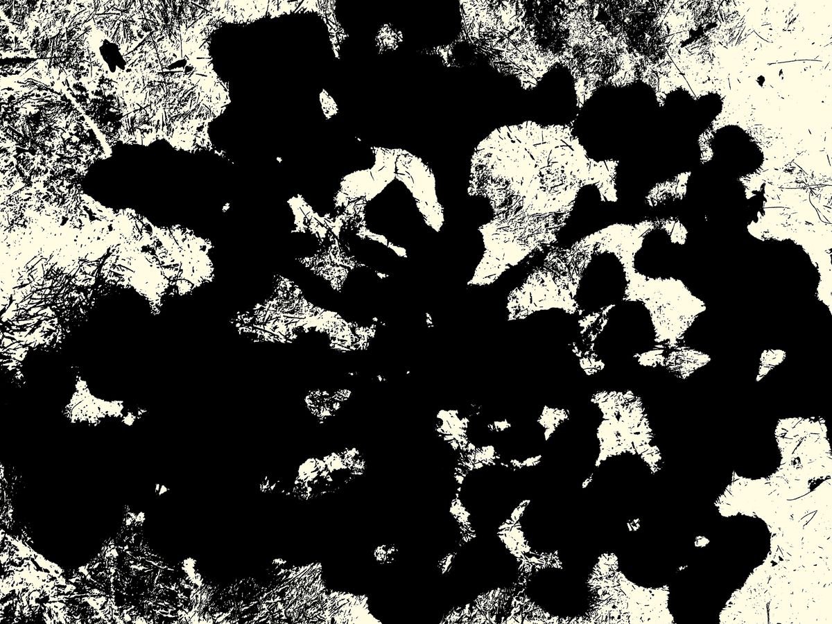 Abstract Botanical Photograph By Petr Strnad, 22 X 17", Burned 2., Original Artwork