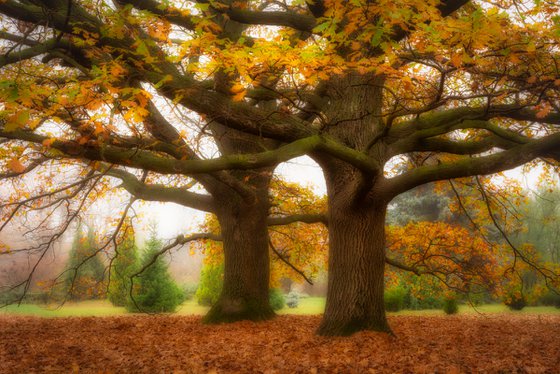 Oak trees