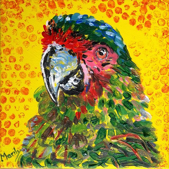 "Military macaw"