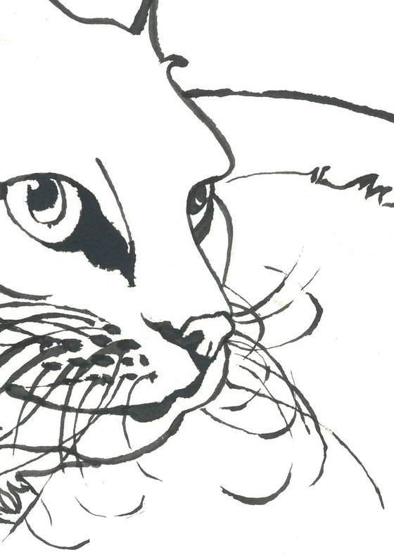 Cat I Animal Drawing