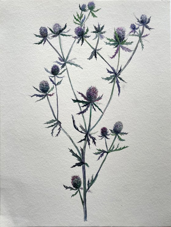 Delicate thistle watercolor illustration