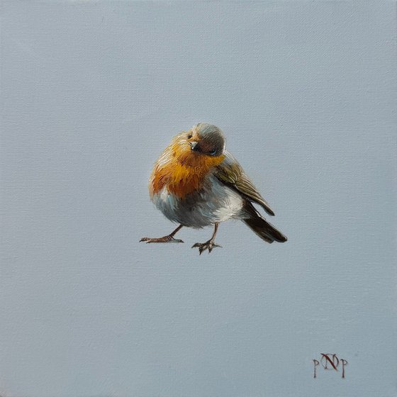 Robin bird
