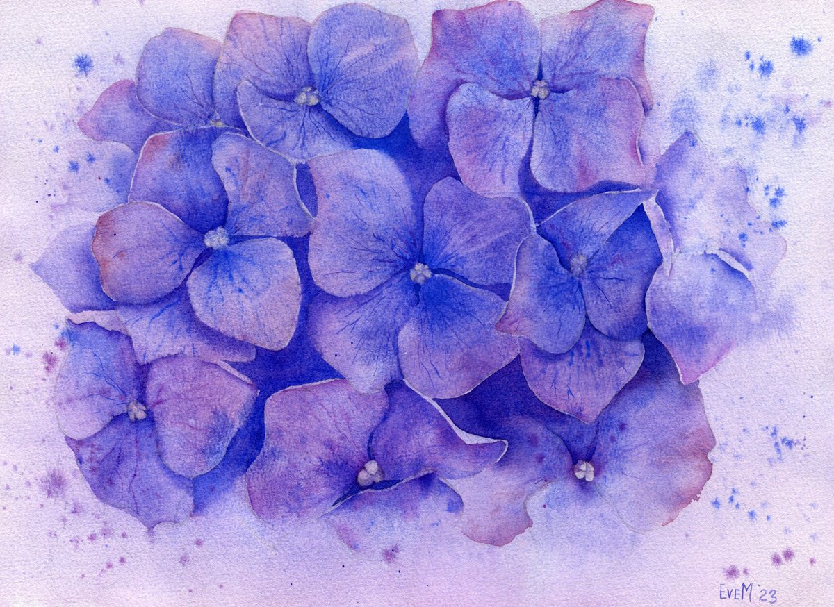 Hydrangea. Botanical watercolor illustration. by Evgeniya Mokeeva