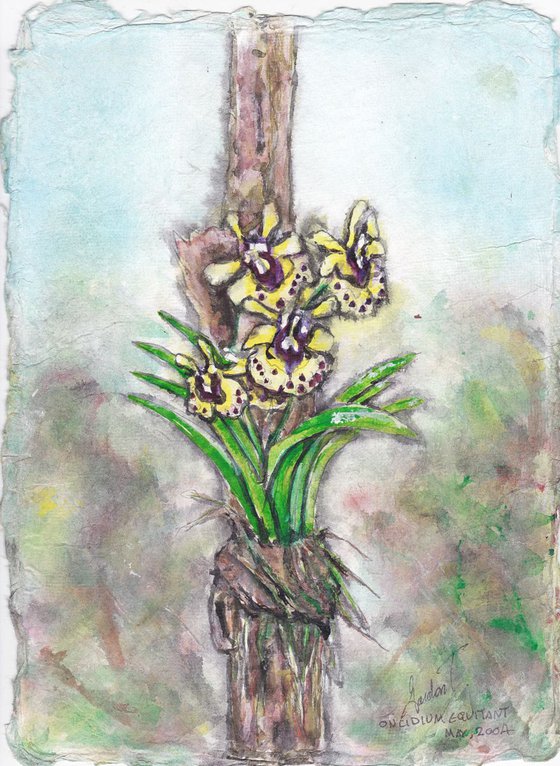 Oncidium equitant (yellow)