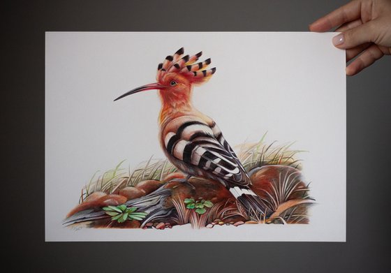 Eurasian Hoopoe