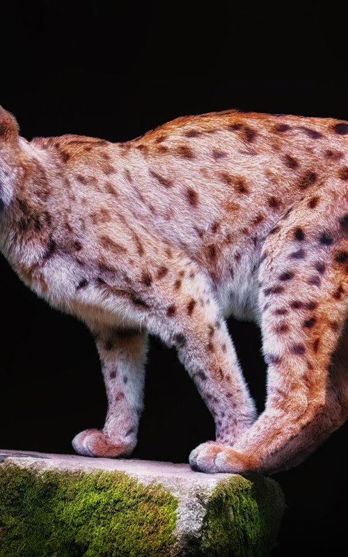 Eurasian Lynx on a rock by Paul Nash