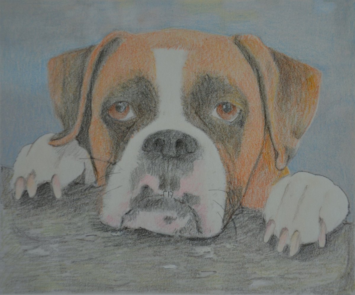 Small Drawing of a Young Boxer, Gracie by Linda Southworth