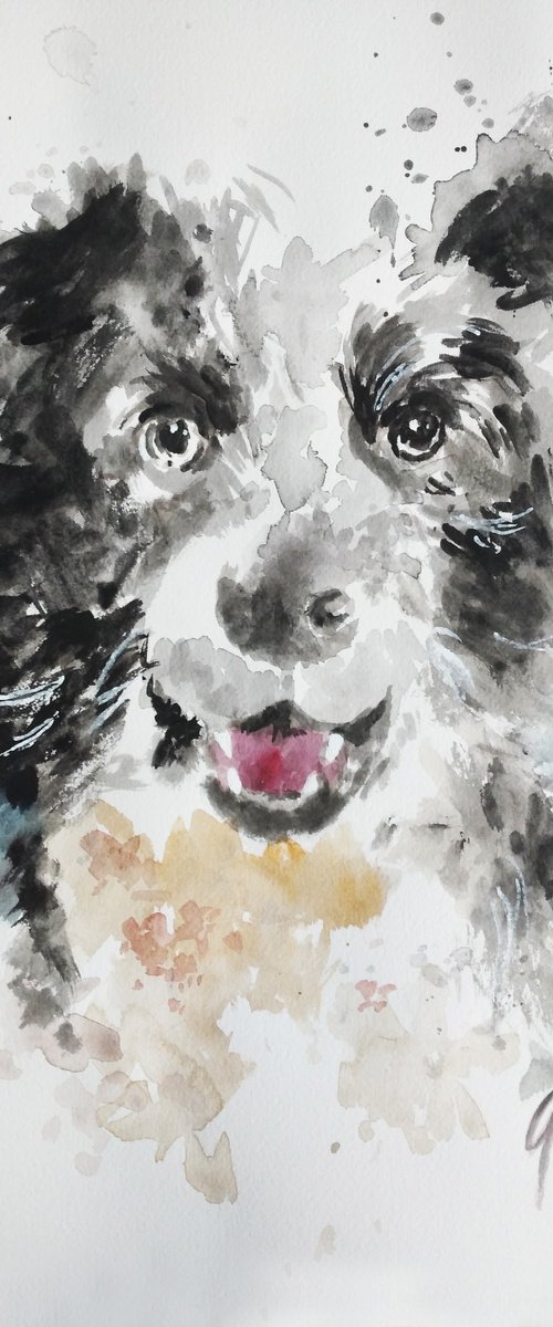 BORDER COLLIE by Nicolas GOIA