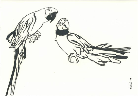 Parrots I Animal Drawing