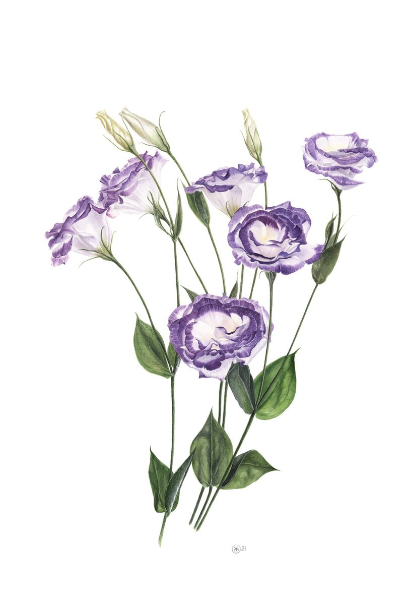 Photorealistic Botanical Watercolour By Yuliia Moiseieva, 15 X 22", Blue Eustoma, Original Artwork