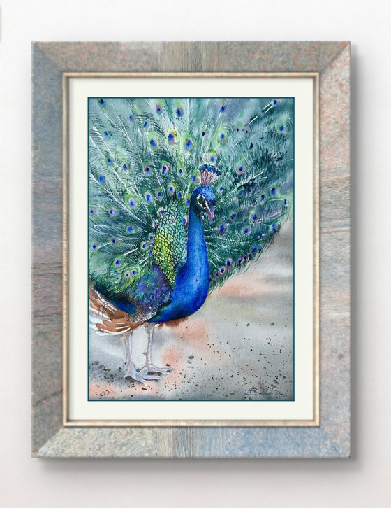 Peacock in full splendour