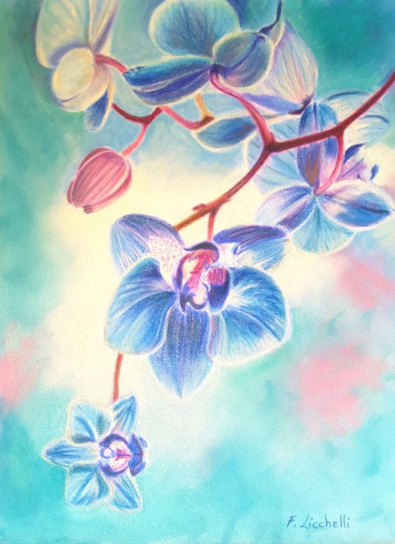 Blue orchid