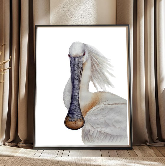 White Spoonbill Portrait
