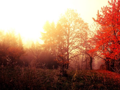 Sunrise in foggy forest - 60x80x4cm print on canvas 05064a1 READY to HANG by Kuebler