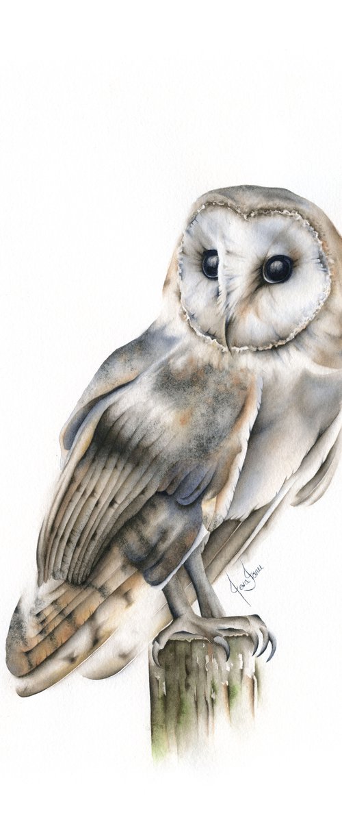Evening Owl by ieva Janu