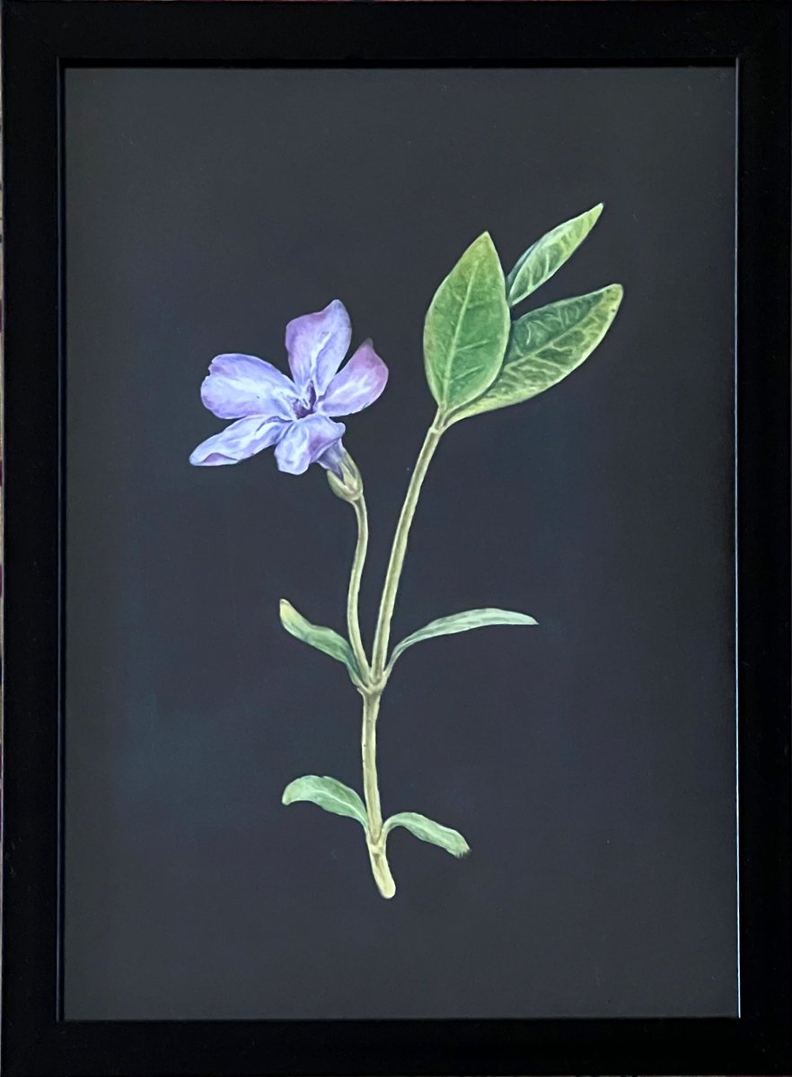 Illustrative Botanical Watercolour By Tetiana Kovalova, 7 X 9", Night Beauty, Original Artwork