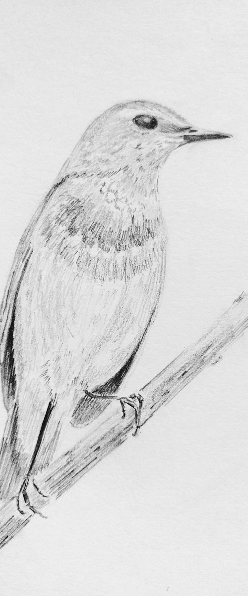 Birdie. Original pencil drawing. by Yury Klyan