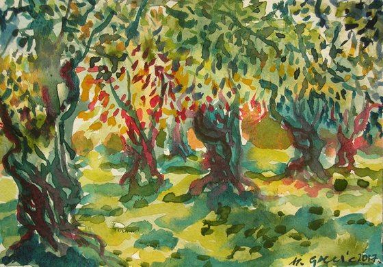 Sunlit olive orchard