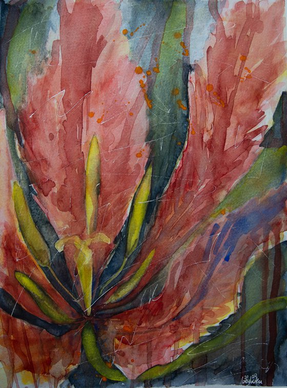 Fading red tulip- floral watercolor painting for the interior of the office and home.