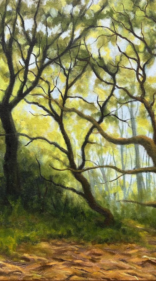 Pretty Corner Woods by Ashley Baldwin-Smith