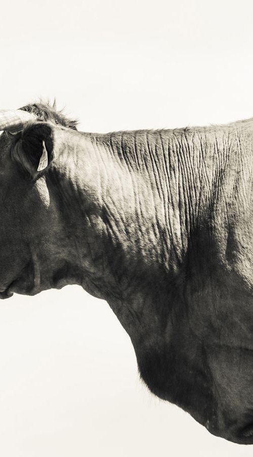 LONG HORNED COW by Andrew Lever