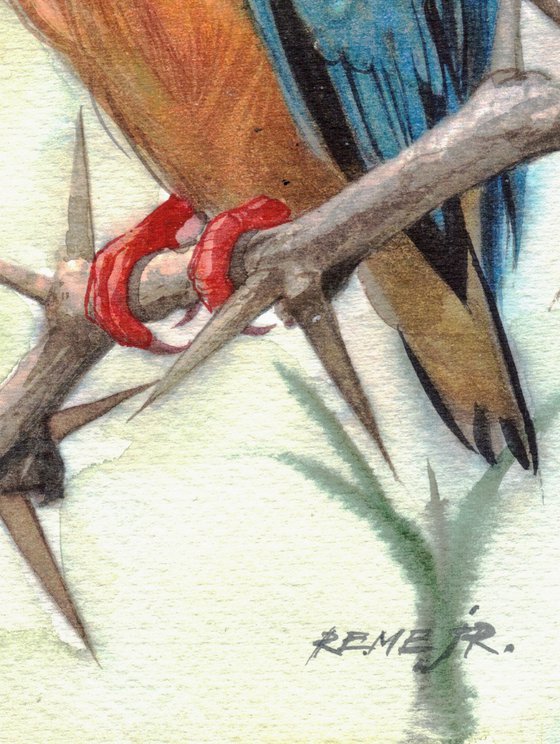 BIRD CCXIX - Kingfisher