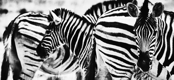 A Dazzle of Zebras