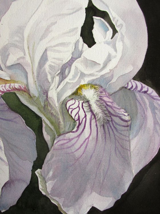 a painting a day #41 "iris in white"