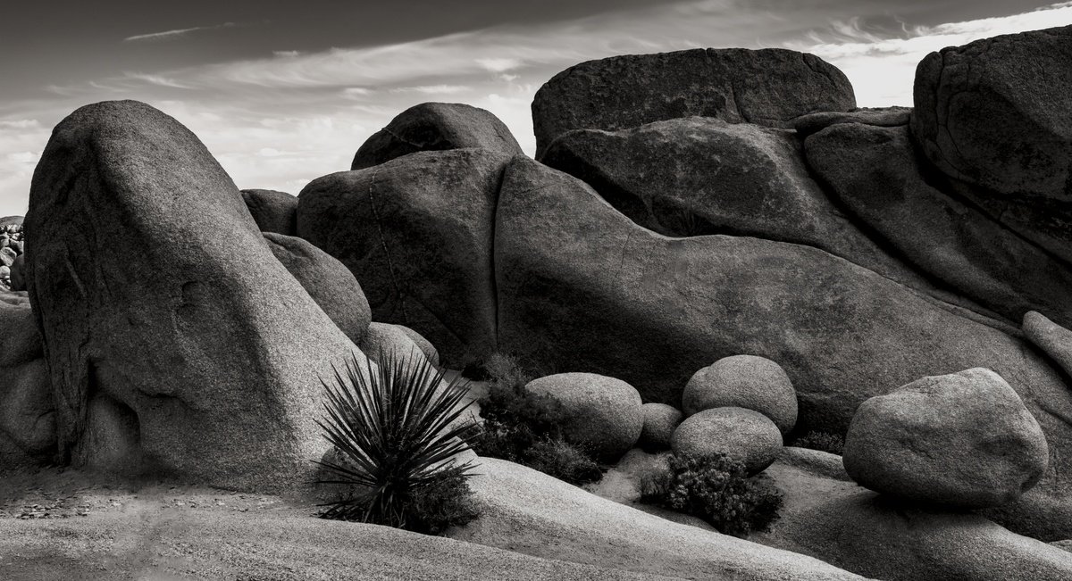 Organic Photograph , Enduring Form By Brandon Levalley, 25 X 47, Artwork For Sale On Artfinder